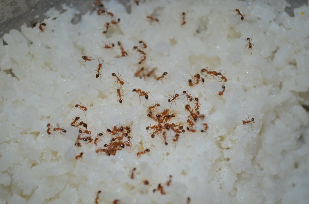 Calorias do arroz parboilizado: quanto tem por 100g e porção