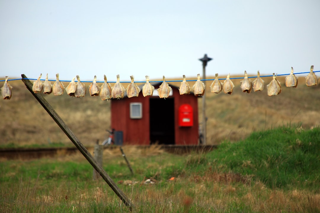 Calorias do bacalhau: guia prático sobre bacalhau calorias e nutrição